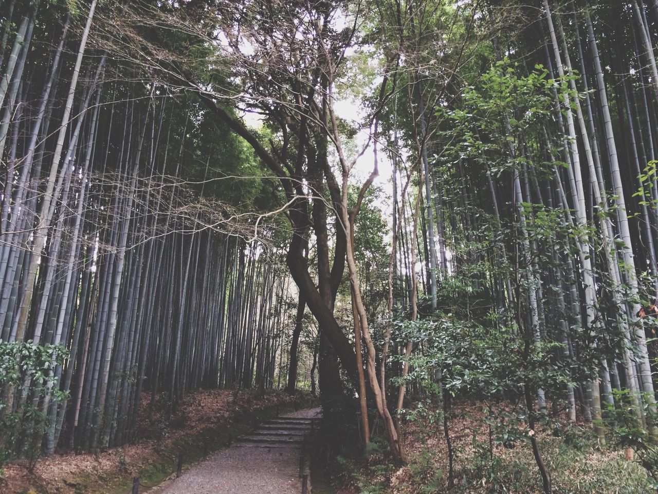 tree, the way forward, growth, forest, tranquility, nature, tree trunk, footpath, tranquil scene, green color, beauty in nature, plant, narrow, diminishing perspective, pathway, walkway, scenics, branch, day, outdoors