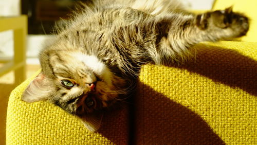 Close-up portrait of a cat lying down at home