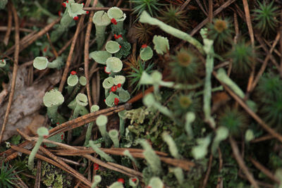 High angle view of flowering plants on land