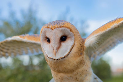 Close-up portrait of a bird