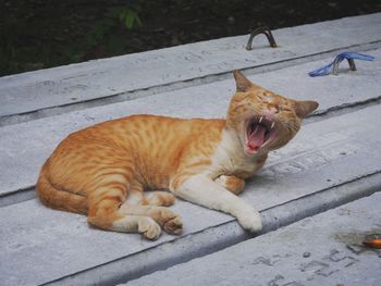 Cat sleeping on footpath