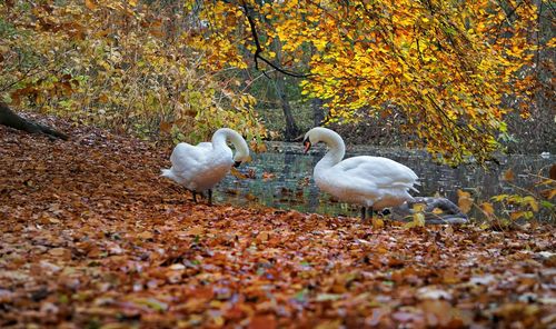 Close-up of swan with autumn leaves