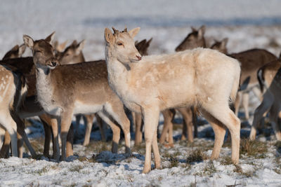 Deer on land during winter