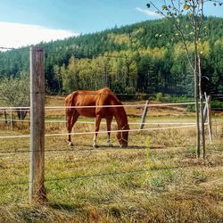 Horse grazing on field