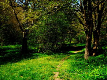 Trees on grassy field