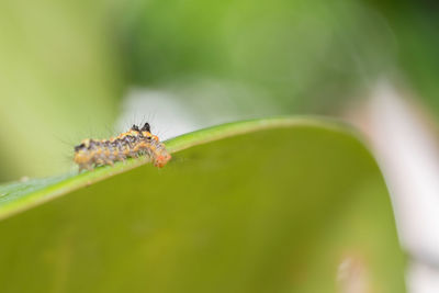 Close-up of caterpillar on leaf