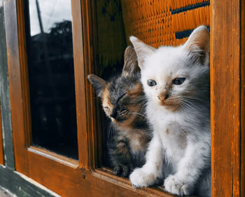 A portrait of an adorable kitten