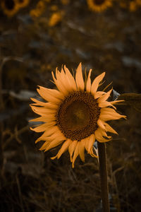 Close-up of sunflower