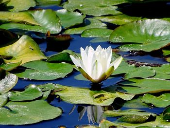 Close-up of lotus water lily in pond