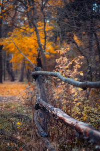 Close-up of tree in forest during autumn
