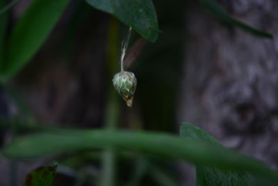 Close-up of wet flower