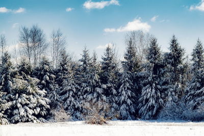 Trees on snow covered landscape
