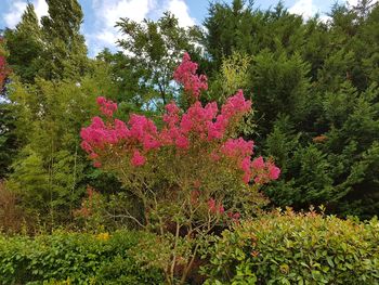 Pink flowers blooming on tree