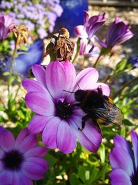 Close-up of bee on purple flower