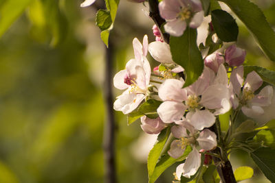 Close-up of white cherry blossom tree