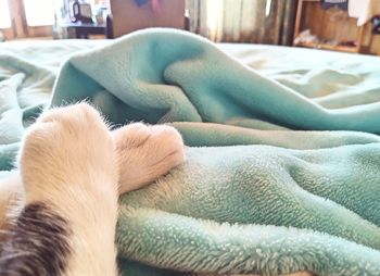 Close-up of cat resting on bed