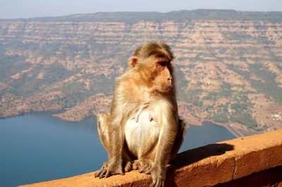 Monkey sitting on mountain against sky