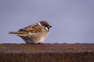 Bird perching on a wall