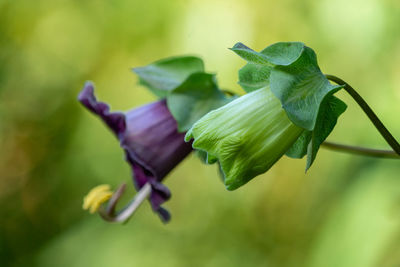 Close-up of purple flowering plant