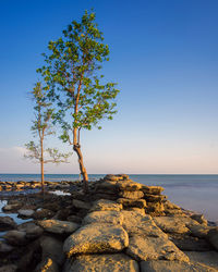 Tree on rocks by sea against clear blue sky