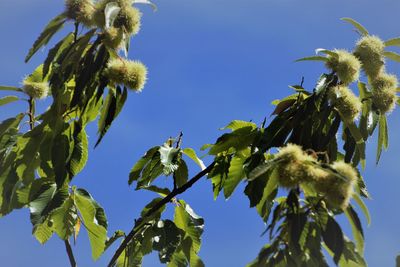 Low angle view of flowering plant against blue sky