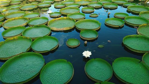 High angle view of lotus leaves in lake