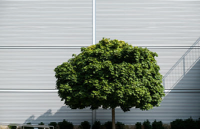 Close-up of tree against window