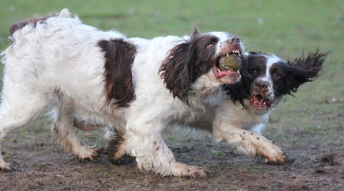 View of dogs on field