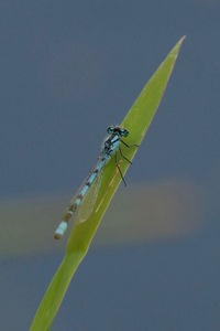 Close-up of damselfly on leaf