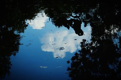 Reflection of trees in water