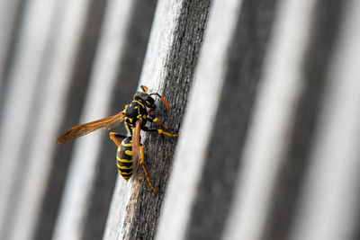 Close-up of insect on wood