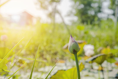 Close-up of blue flower on plant at field