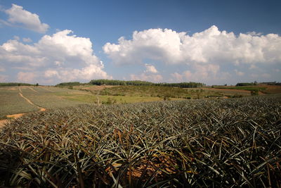 Scenic view of field against cloudy sky