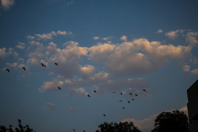 Low angle view of birds flying in sky