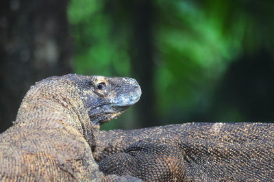 Close-up of an iguana