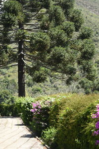 Flowering plants and trees in forest