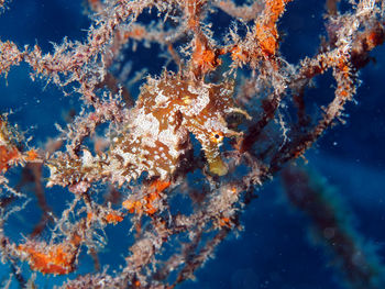 Close-up of jellyfish in sea