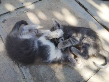 High angle view of cat sleeping