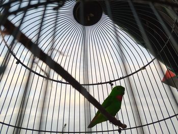 Low angle view of bird perching in cage