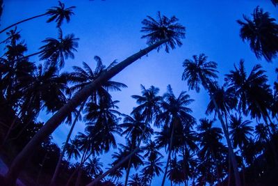 Low angle view of coconut palm trees against blue sky