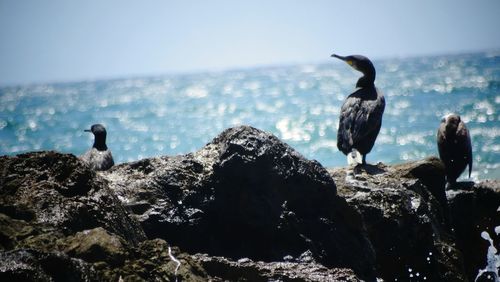 Bird on rock