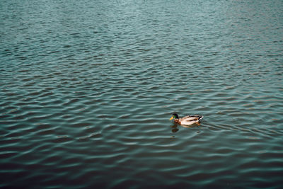 High angle view of ducks swimming in lake