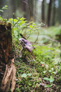 Close-up of mushroom growing on field