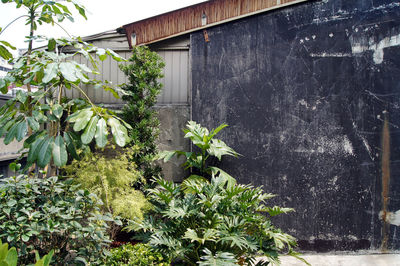 Plants growing in backyard