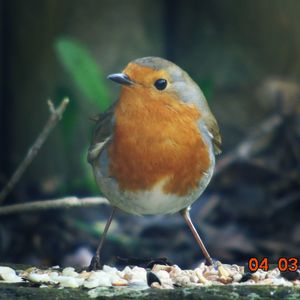 Close-up of bird perching outdoors