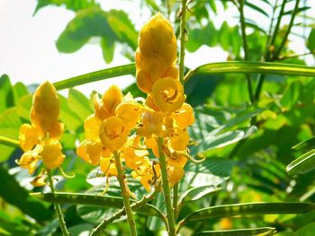 Close-up of yellow flowers