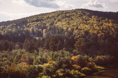 Scenic view of forest against sky during autumn