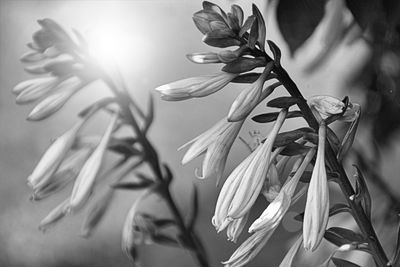 Close-up of flowering plant