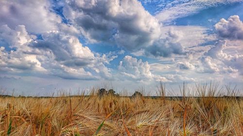 Panoramic view of agricultural field against sky