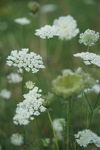 Close-up of white flowering plant on field